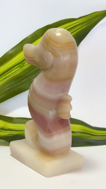 Pink Pistachio Seahorse 587g