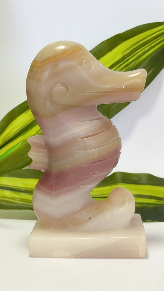 Pink Pistachio Seahorse 587g