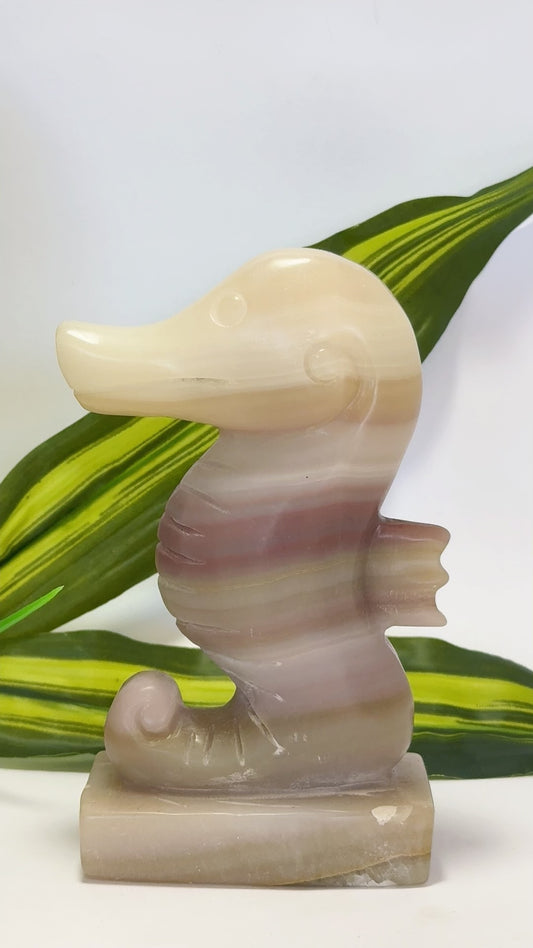 Pink Pistachio Seahorse 656g