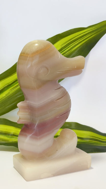 Pink Pistachio Seahorse 587g