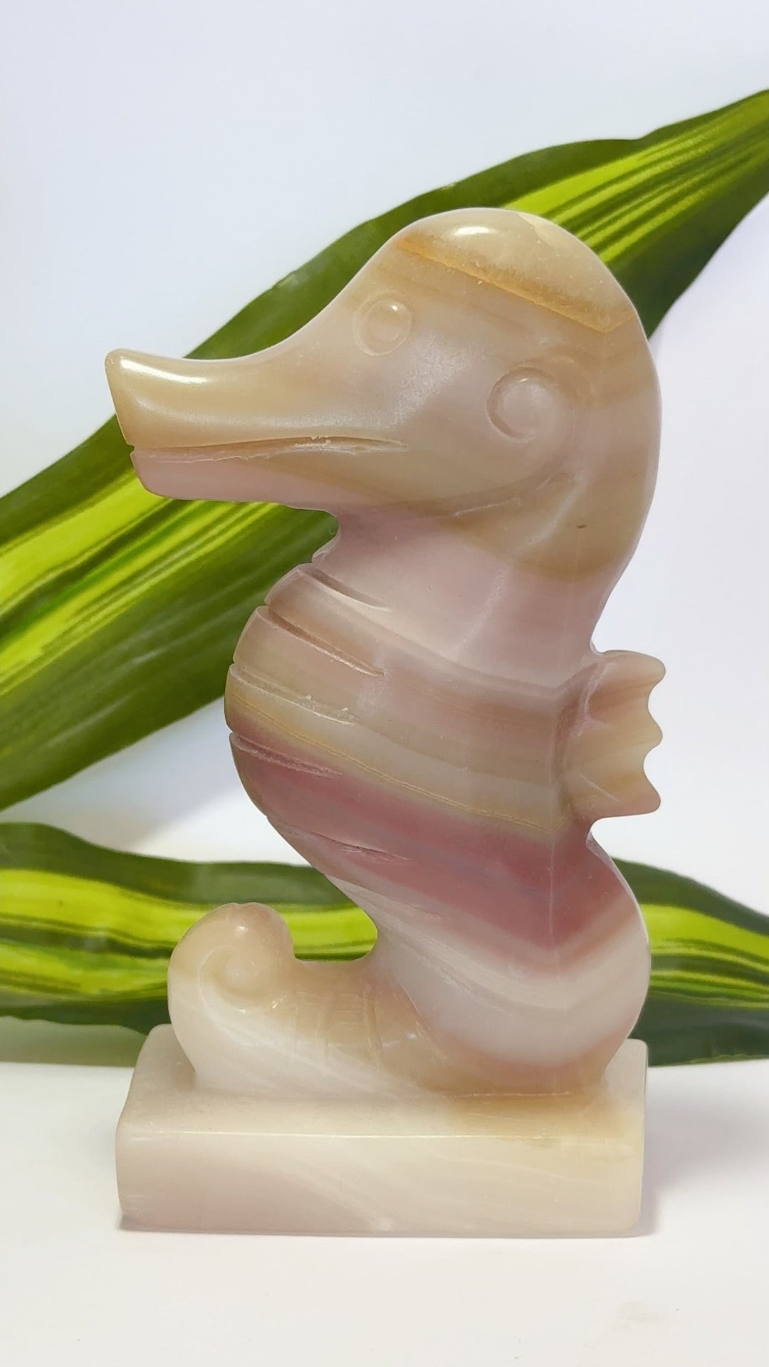 Pink Pistachio Seahorse 587g