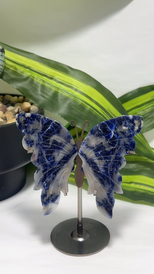 Sodalite Butterfly on Stand 3pc